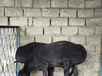 Kambing jantan, Sheep — foto 1