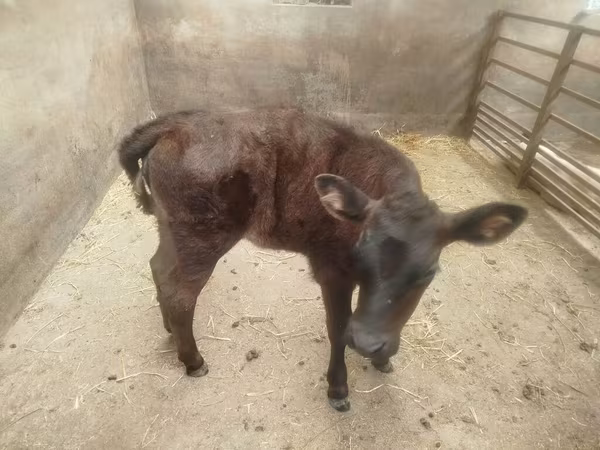 Cow, Aberdeen-Angus — Kyrgyzstan