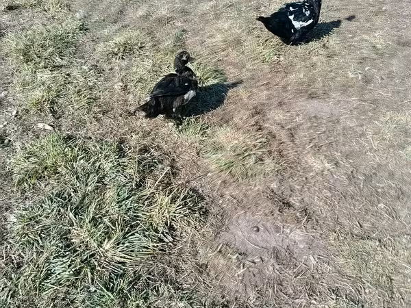 Ducks