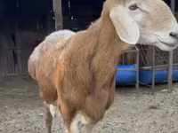 Ovan, Baerchuke sheep — fotografija 4