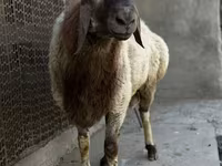 Wad, Rhon sheep — sawirka 6