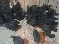 Chickens — รูปภาพ 3