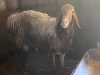 Beran, Rhon sheep — foto 3