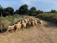 Montone, Pecore — foto 5