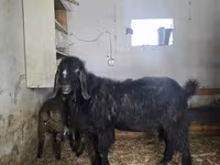 Kozel, Damask goat — foto 1