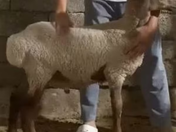 Ram, Sheep — Uzbekistan