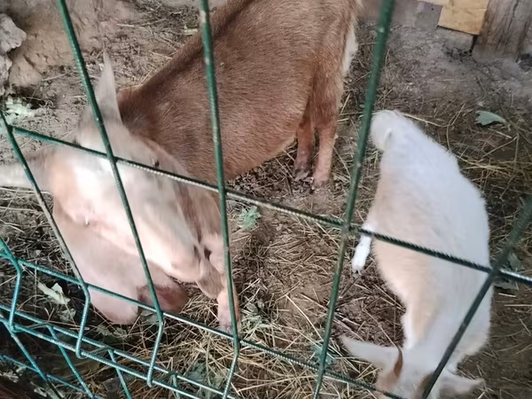 Caprone, Nubian Goat