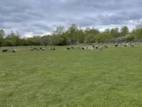 በግ, Precoce sheep — ፎቶ 2