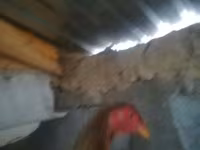 Chickens — عکس 3