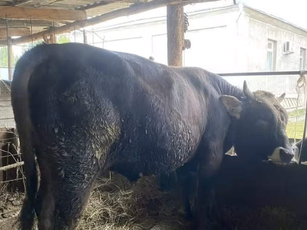 Bull, Aberdeen-Angus