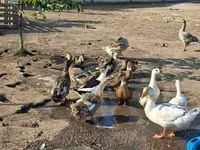 Ducks — फ़ोटो 2
