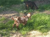 Billy Goat, Nubian Goat — photo 2