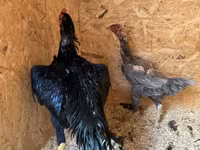 Chickens — 사진 4