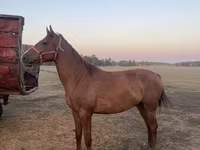 Caballo, Caballos — foto 4
