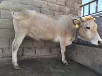 گائے, مویشی — تصویر 4