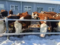 Kuh, Russian Black pied cattle — Foto 3