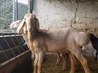 Vædder, Arashan sheep — foto 3