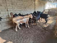 Kambing jantan, Sheep — foto 1