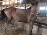 Klisna, Thoroughbred horse — foto 7