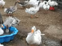 Geese — zdjęcie 7