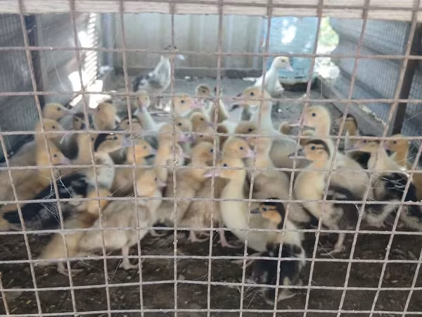 Ducks