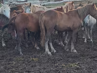 فرس, Horse breed — الصورة 4