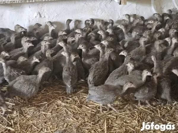 Guinea fowl