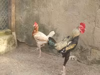 Japanisches Bantam — Foto 2