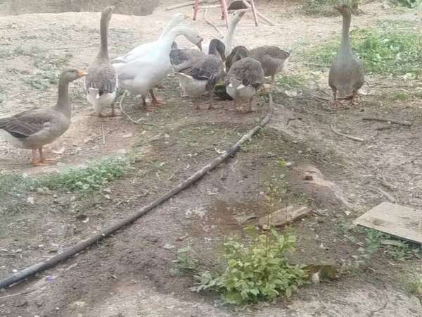 Geese