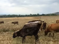 Buğa, Mal-qara — foto 1