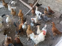 Chickens — عکس 1