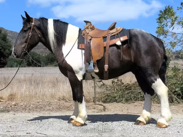 Horse (M), Quarter Horse — United States