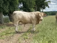ወንድ በሬ, Charolais cattle — ፎቶ 4