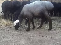 Хуц, Хонь — 1 зураг