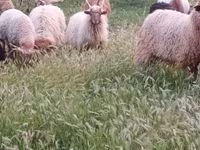 Vædder, Racka sheep — foto 3