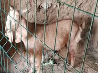 Buk, Nubian Goat — foto 4