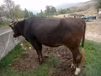 Lembu betina, Alatau breed — foto 4