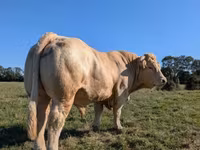 گاو نر, Charolais cattle — عکس 2