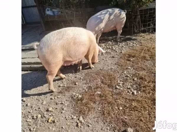 Porca, Крупная белая
