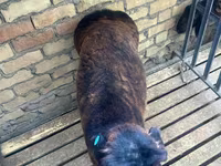 Widder, Schafe — Foto 2
