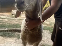 قوچ, Arashan sheep — عکس 4