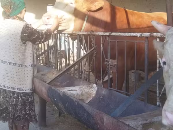 Bovinos (lote, sexo no especificado), Simmental cattle — Uzbekistán