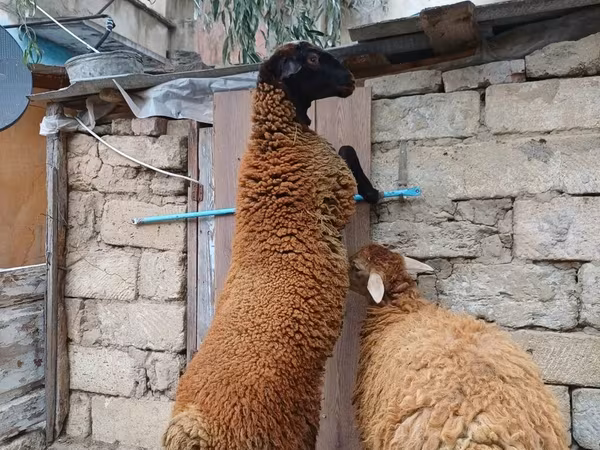 Montone, Blackheaded Persian sheep