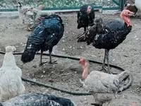 Turkeys — zdjęcie 3