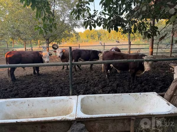 Bovinos (lote, sexo no especificado), Simmental cattle — Uzbekistán