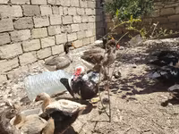 ڈومیسٹک مسکووی — تصویر 5