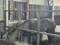 Merrie, Paarden — foto 3