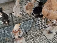 Քոչին — լուսանկար 5