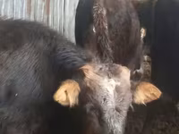 ወንድ በሬ, Aberdeen-Angus — ፎቶ 6