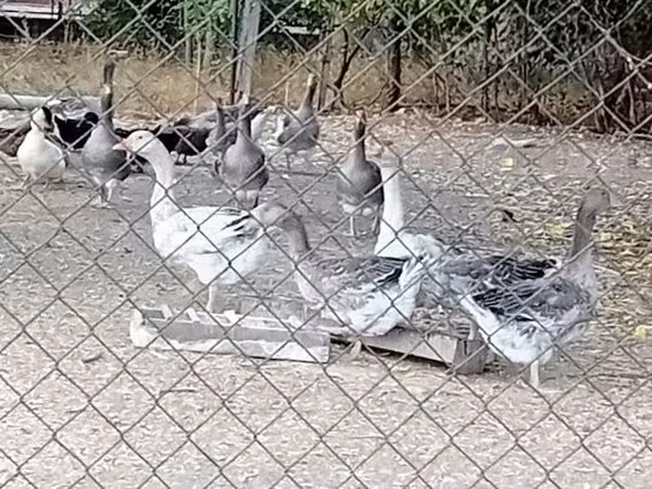그레이 앤 그레이브로게드 덴스크 고스